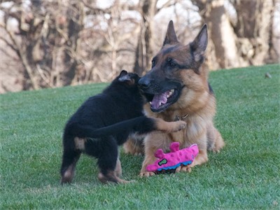 Green playing with mom.