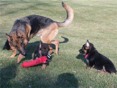 White trying to sneak away from mom with the toy while Pink watches.