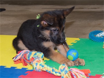 Green pulling on the rope of the ball tug.