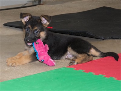 Red chewing on the pink aligator.