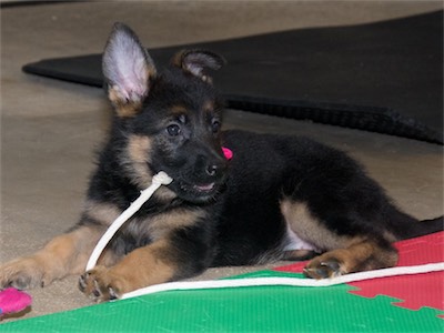 Pink is happy with just a long piece of rope!