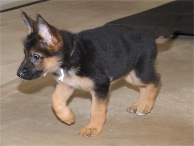 White heading over to the other puppies.