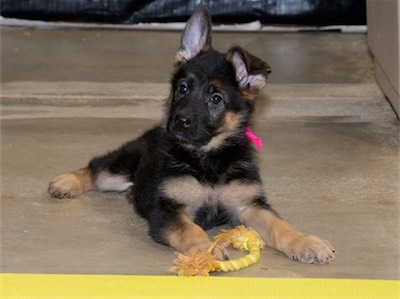 Pink looking content and cute!