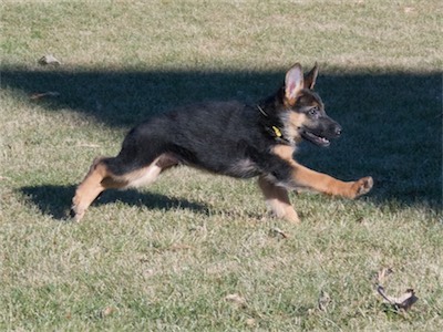 Yellow mid-stride as he runs by.