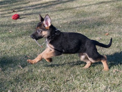 White found a stick and is trying to keep away from mom.