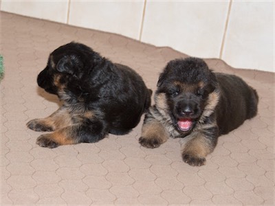 Blue with Red yawning