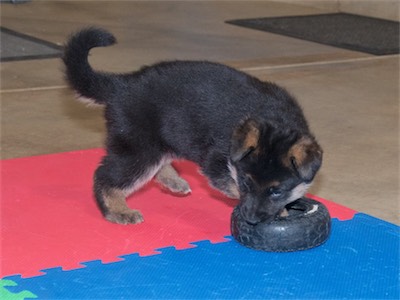 Red playing with the tire.