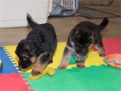 Blue and Red with the rope tug.