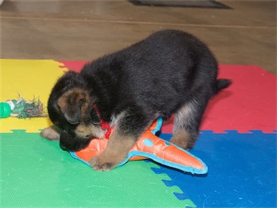 Red checking out another toy. He just can't decide which he likes!