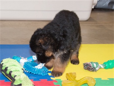 Blue playing with a rope tug.