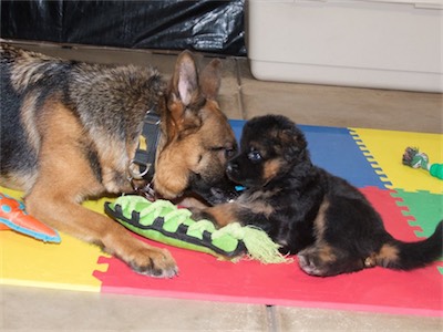 Mom (Kona) playing with Blue.