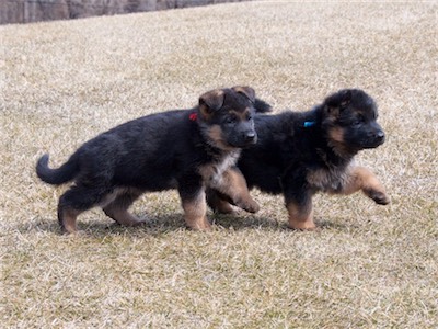 Red and Blue practicing their marching routine.