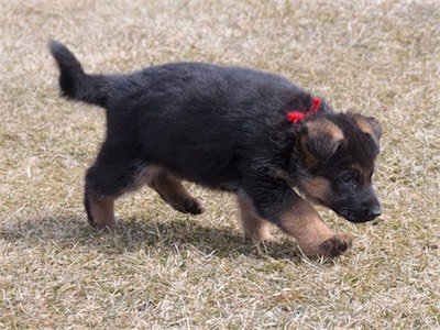 Red in mid-stride.