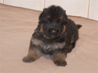 Black (male)