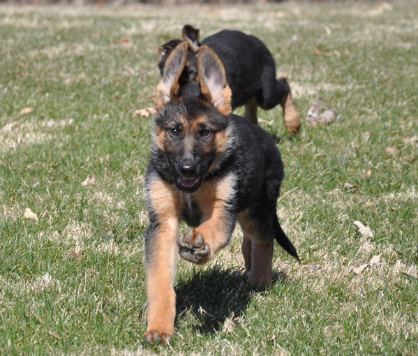 Vollmond - Breeder of German Shepherd Puppies & Dogs For Sale: Chicago