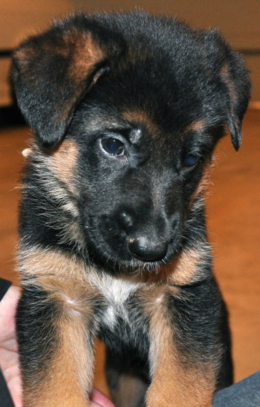 real german shepherd puppies for sale